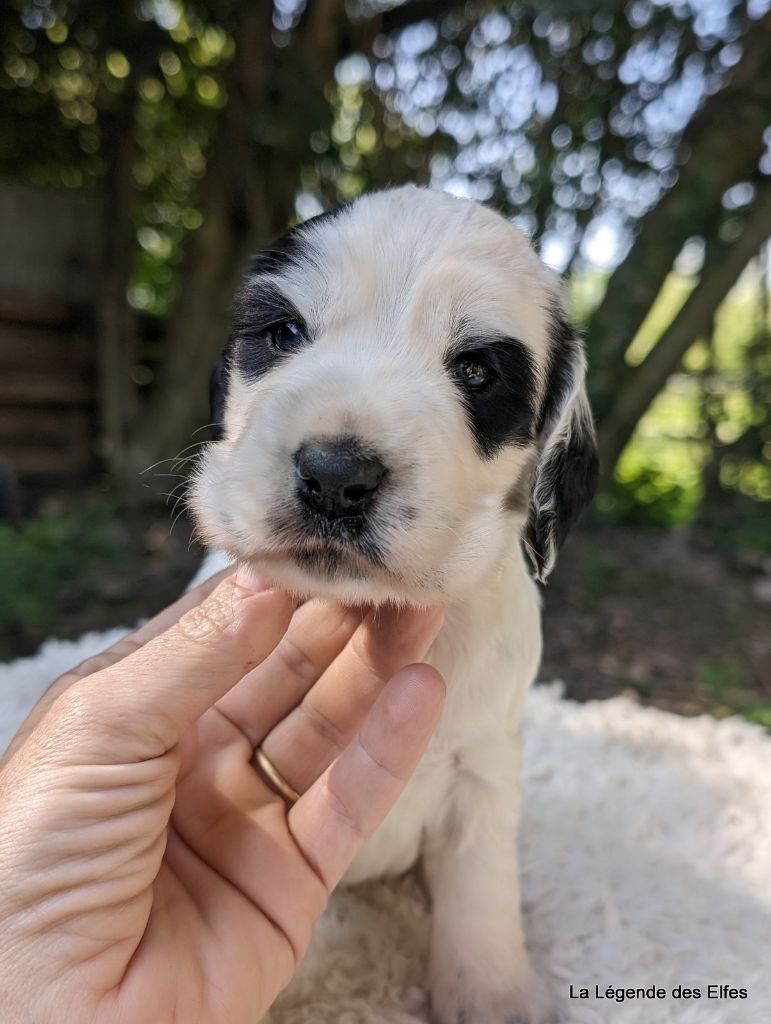 Elevage De Cocker Anglais La L Gende Des Elfes Eleveur De Chiens