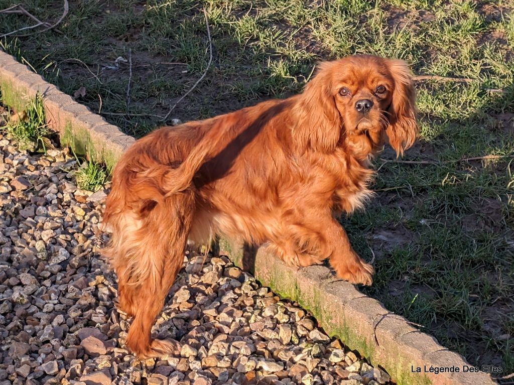 Toinette Des Griffes de Feu