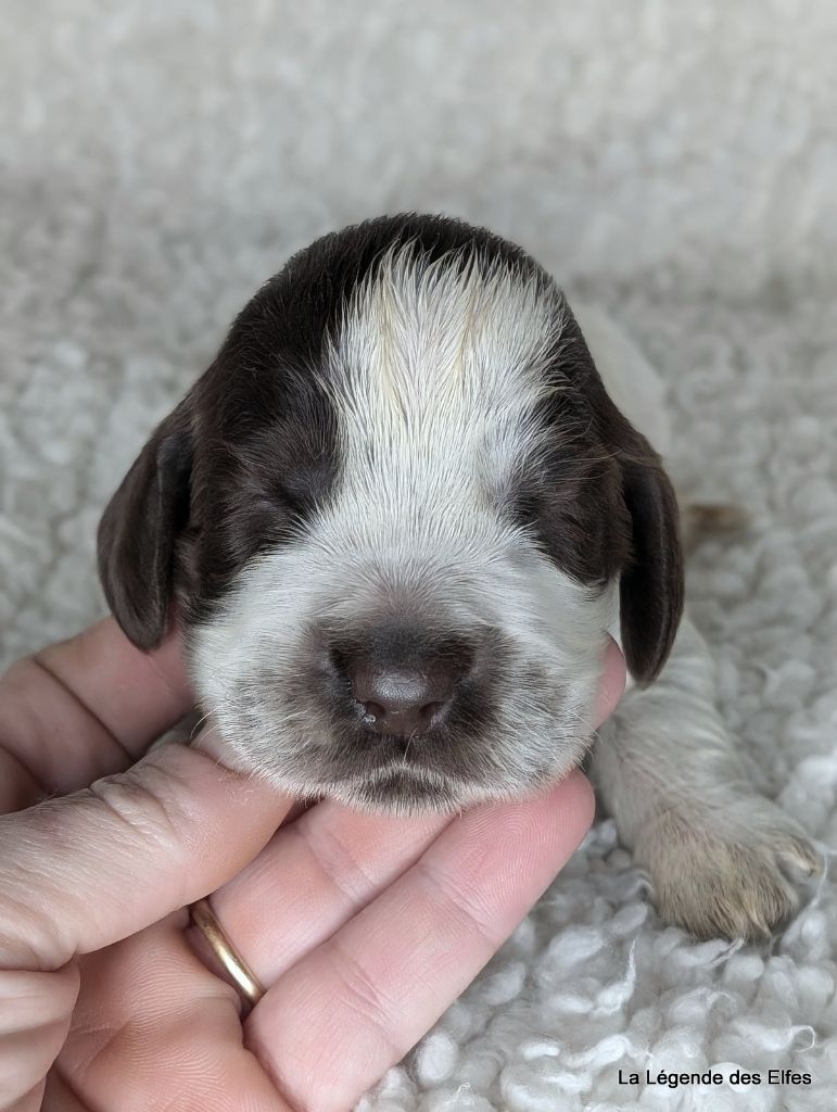 de la légende des elfes - Chiot disponible  - Cocker Spaniel Anglais