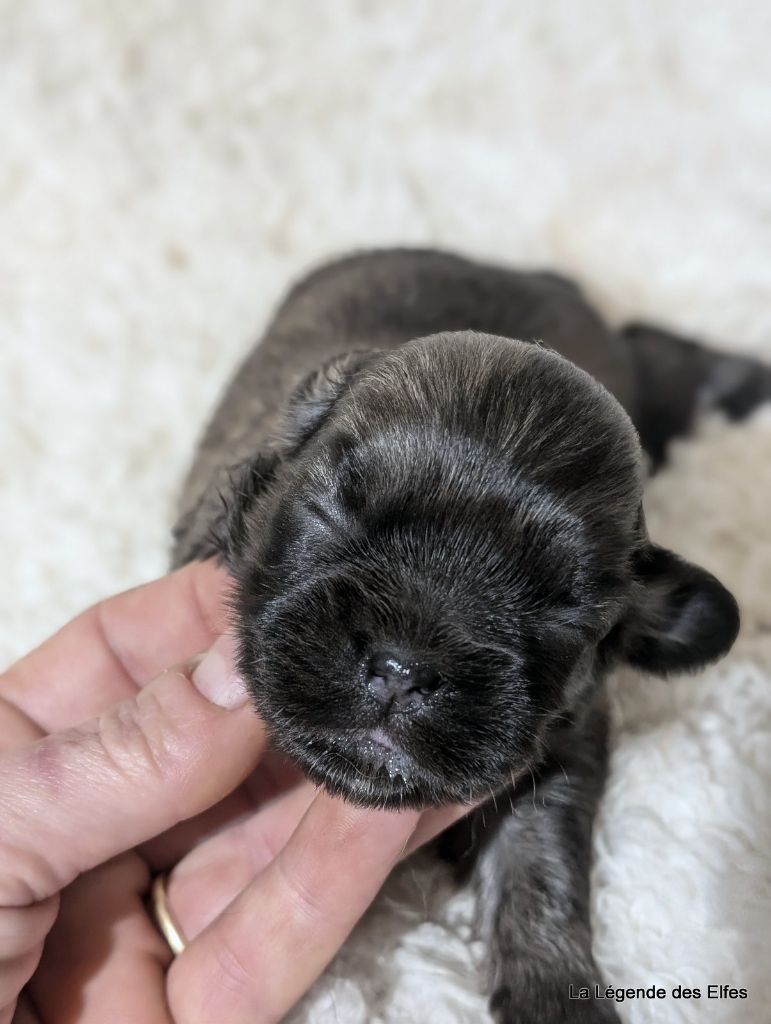 de la légende des elfes - Chiot disponible  - Epagneul tibetain