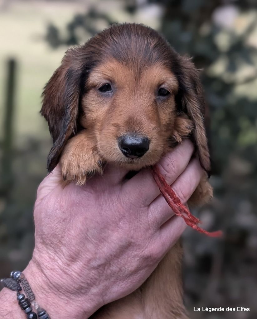 de la légende des elfes - Chiot disponible  - Teckel poil long