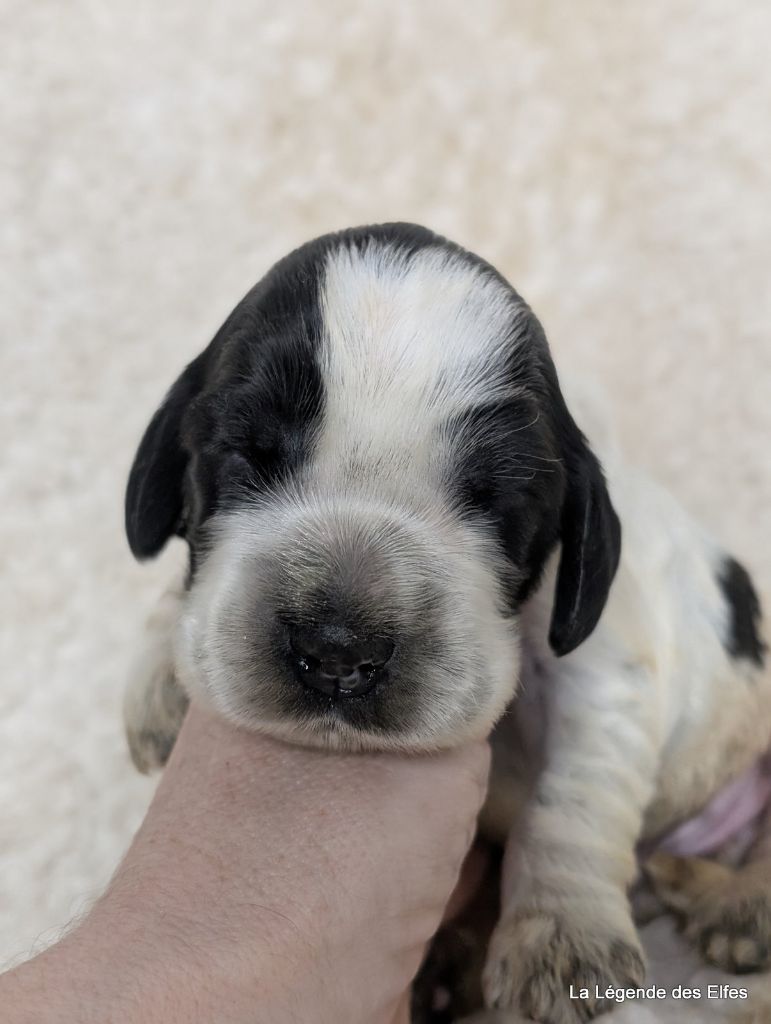 de la légende des elfes - Chiot disponible  - Cocker Spaniel Anglais