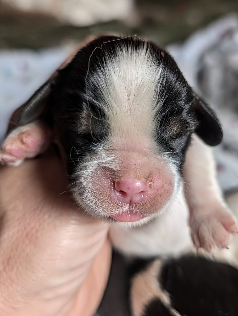 de la légende des elfes - Chiot disponible  - Cavalier King Charles Spaniel