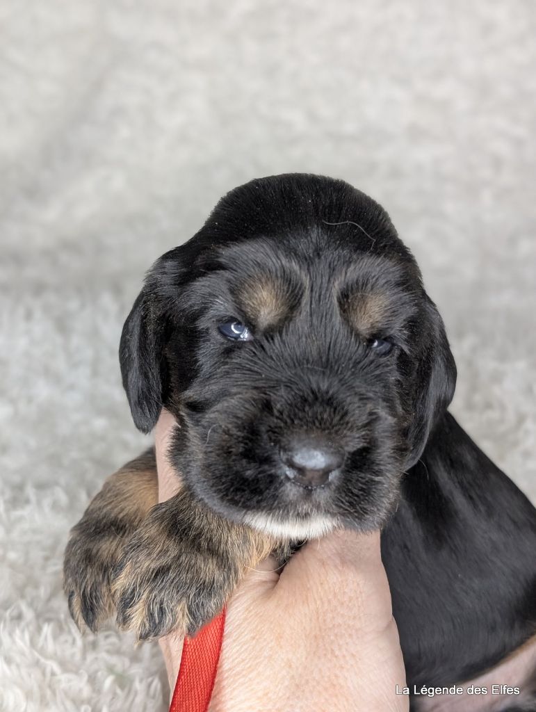 de la légende des elfes - Chiot disponible  - Cocker Spaniel Anglais