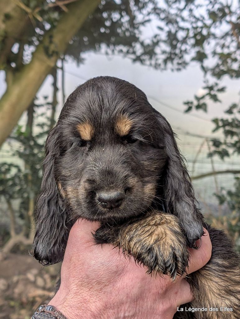 de la légende des elfes - Chiot disponible  - Cocker Spaniel Anglais