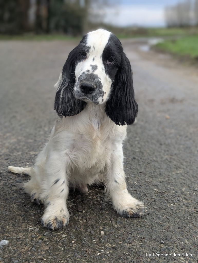 de la légende des elfes - Chiot disponible  - Cocker Spaniel Anglais