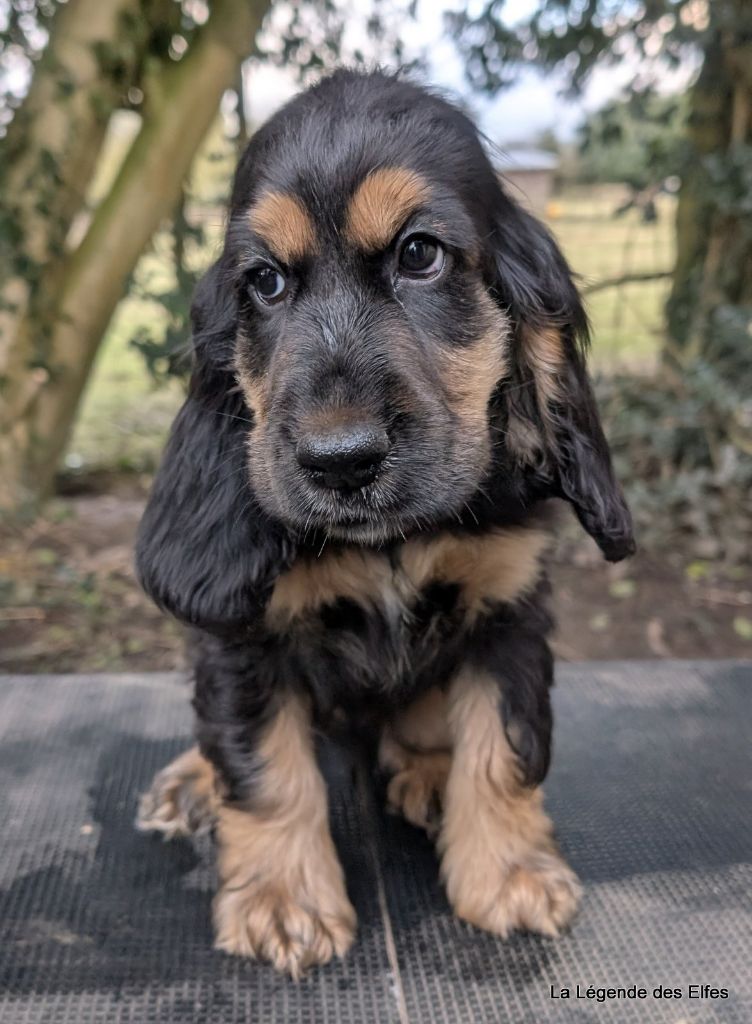 de la légende des elfes - Chiot disponible  - Cocker Spaniel Anglais