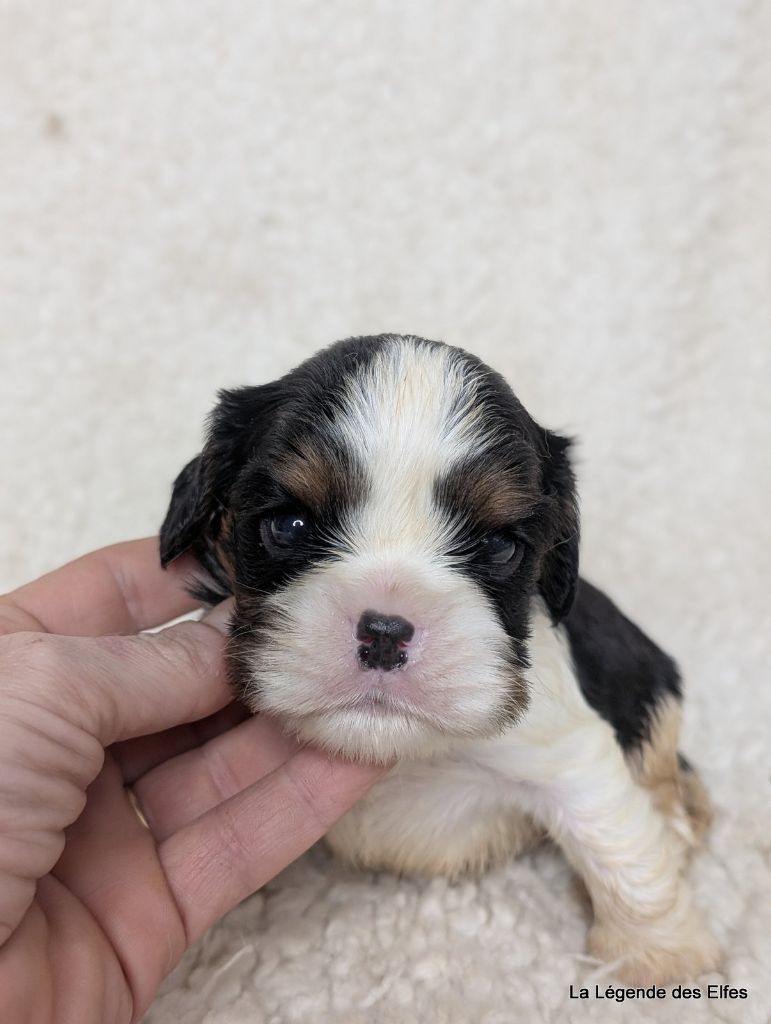 de la légende des elfes - Chiot disponible  - Cavalier King Charles Spaniel