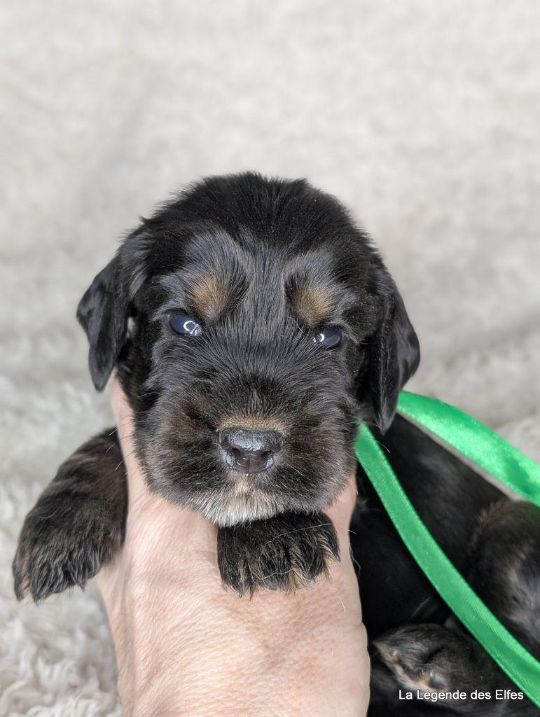 de la légende des elfes - Chiot disponible  - Cocker Spaniel Anglais