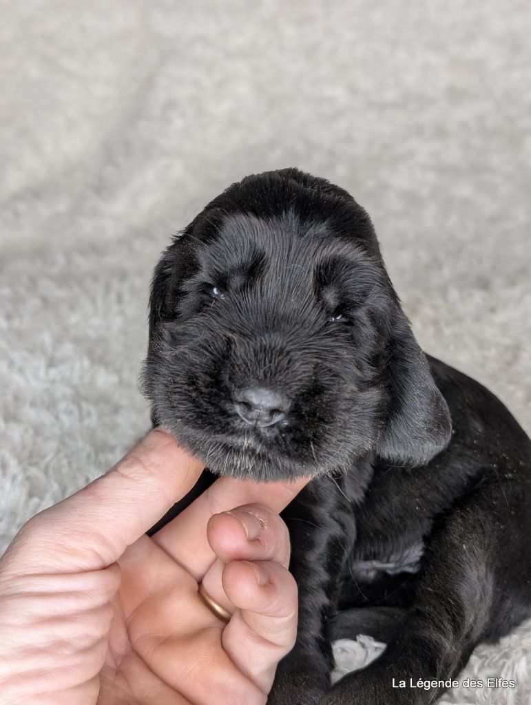 de la légende des elfes - Chiot disponible  - Cocker Spaniel Anglais