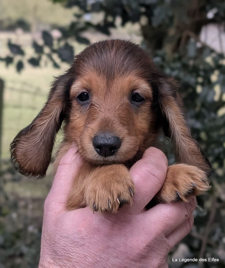 de la légende des elfes - Chiot disponible  - Teckel poil long