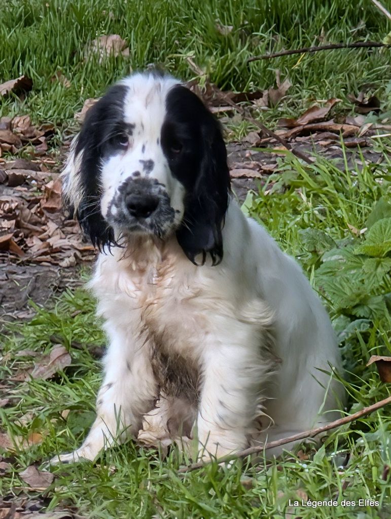 de la légende des elfes - Chiot disponible  - Cocker Spaniel Anglais