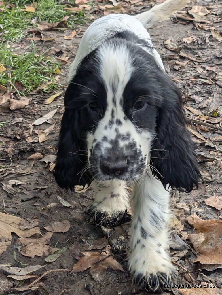 de la légende des elfes - Chiot disponible  - Cocker Spaniel Anglais