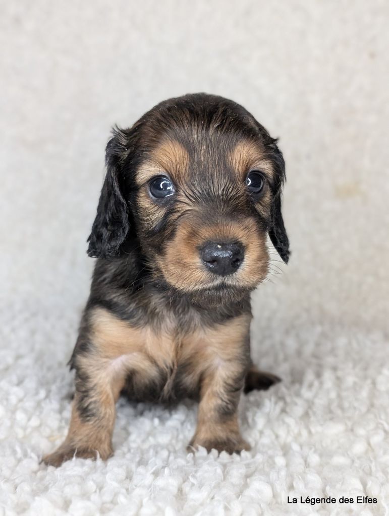 de la légende des elfes - Chiot disponible  - Teckel poil long