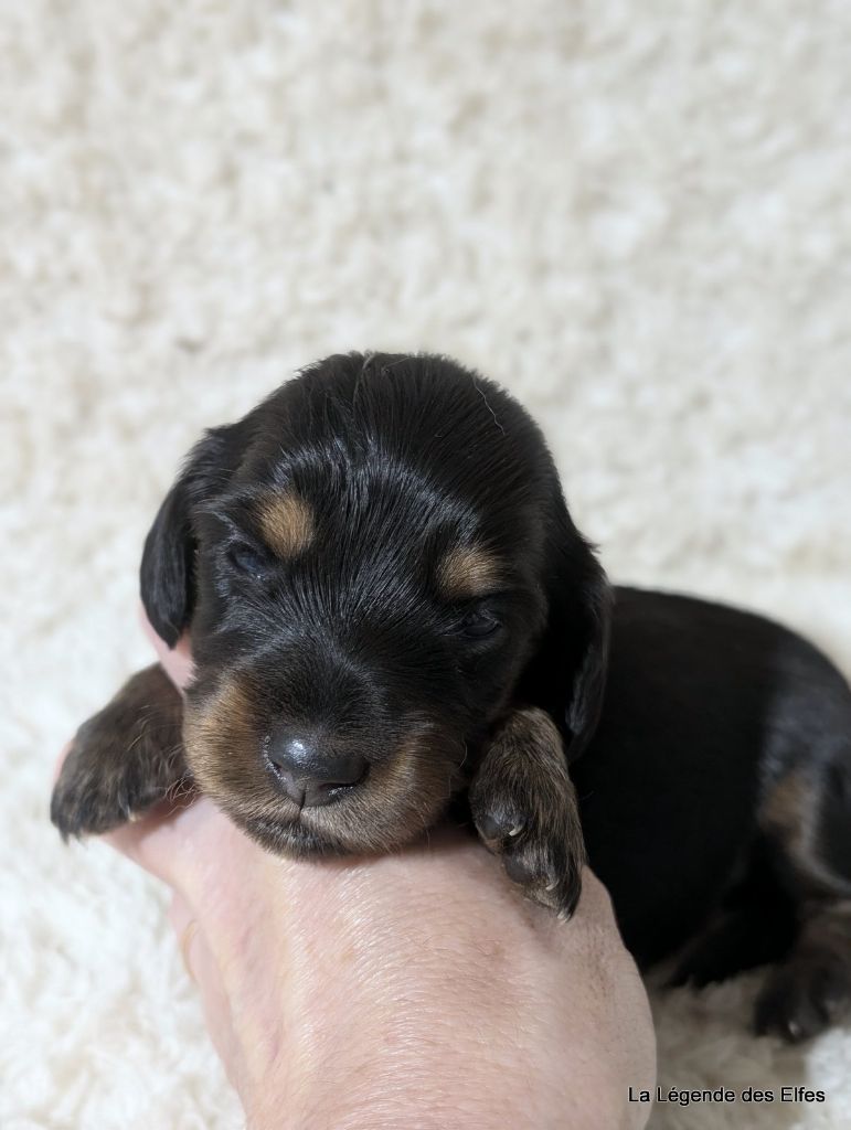 de la légende des elfes - Chiot disponible  - Teckel poil long