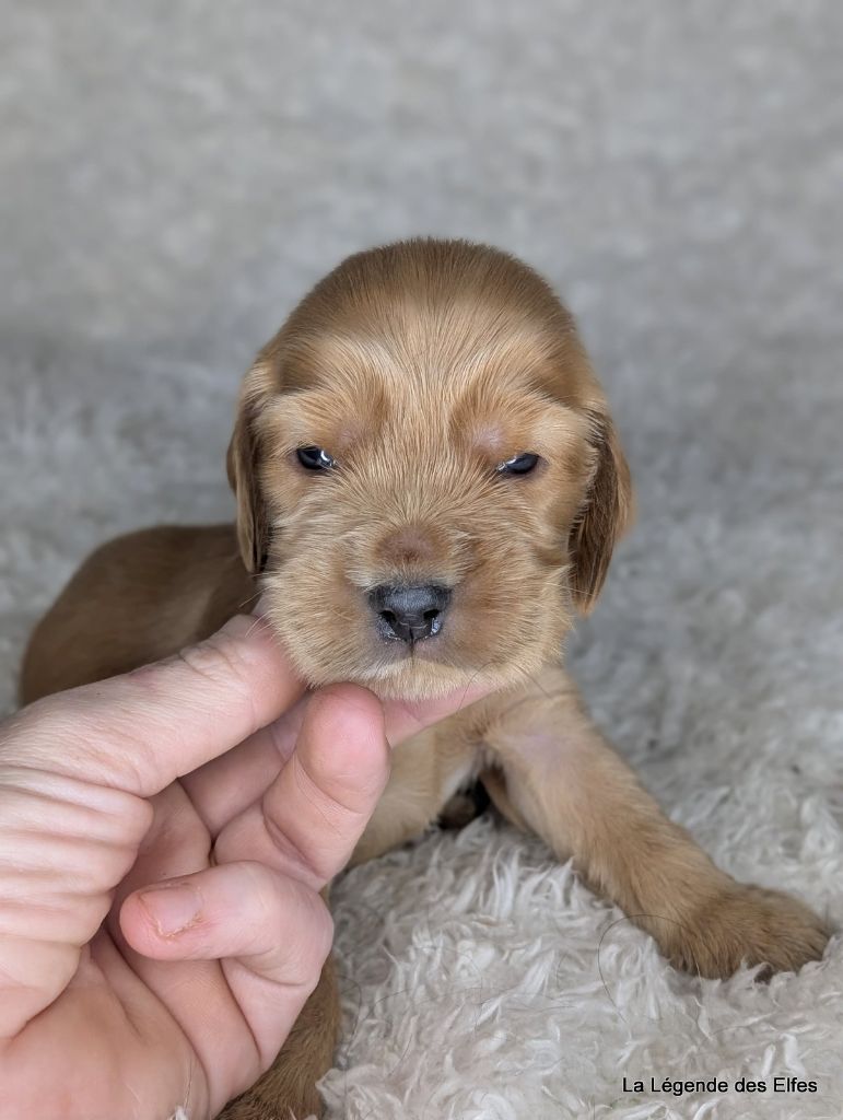 de la légende des elfes - Chiot disponible  - Cocker Spaniel Anglais