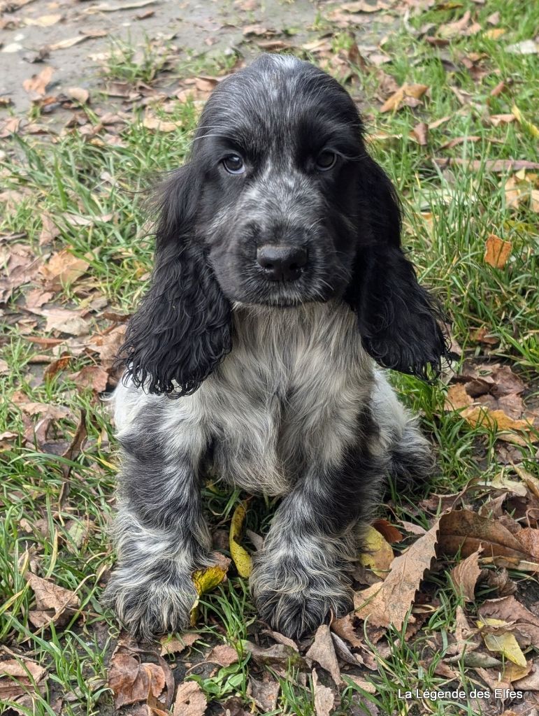 de la légende des elfes - Chiot disponible  - Cocker Spaniel Anglais