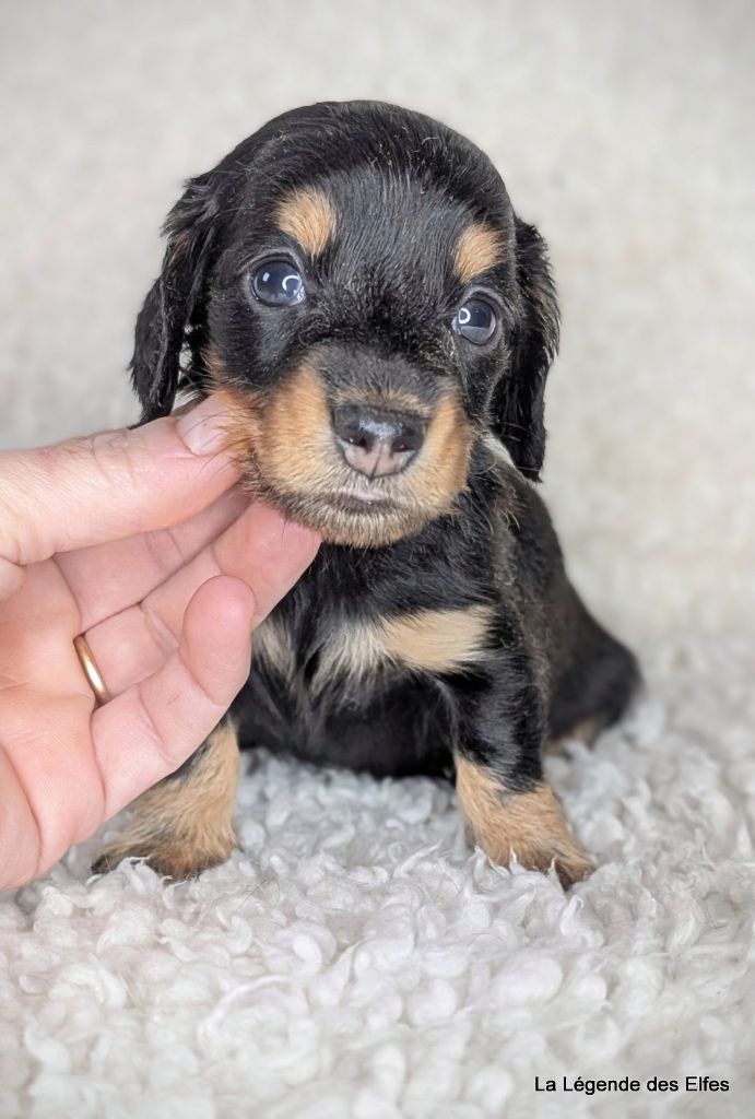 de la légende des elfes - Chiot disponible  - Teckel poil long