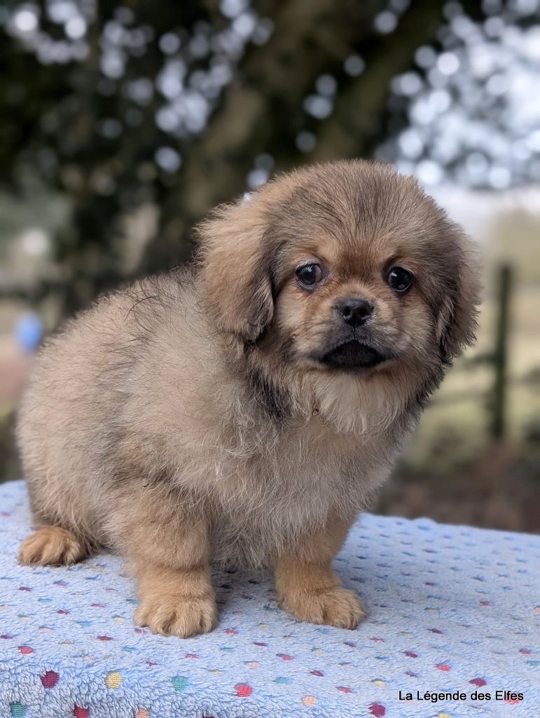 de la légende des elfes - Chiot disponible  - Epagneul tibetain