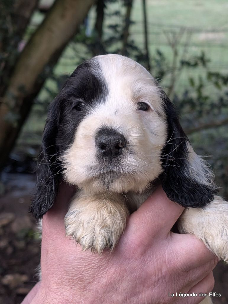 de la légende des elfes - Chiot disponible  - Cocker Spaniel Anglais