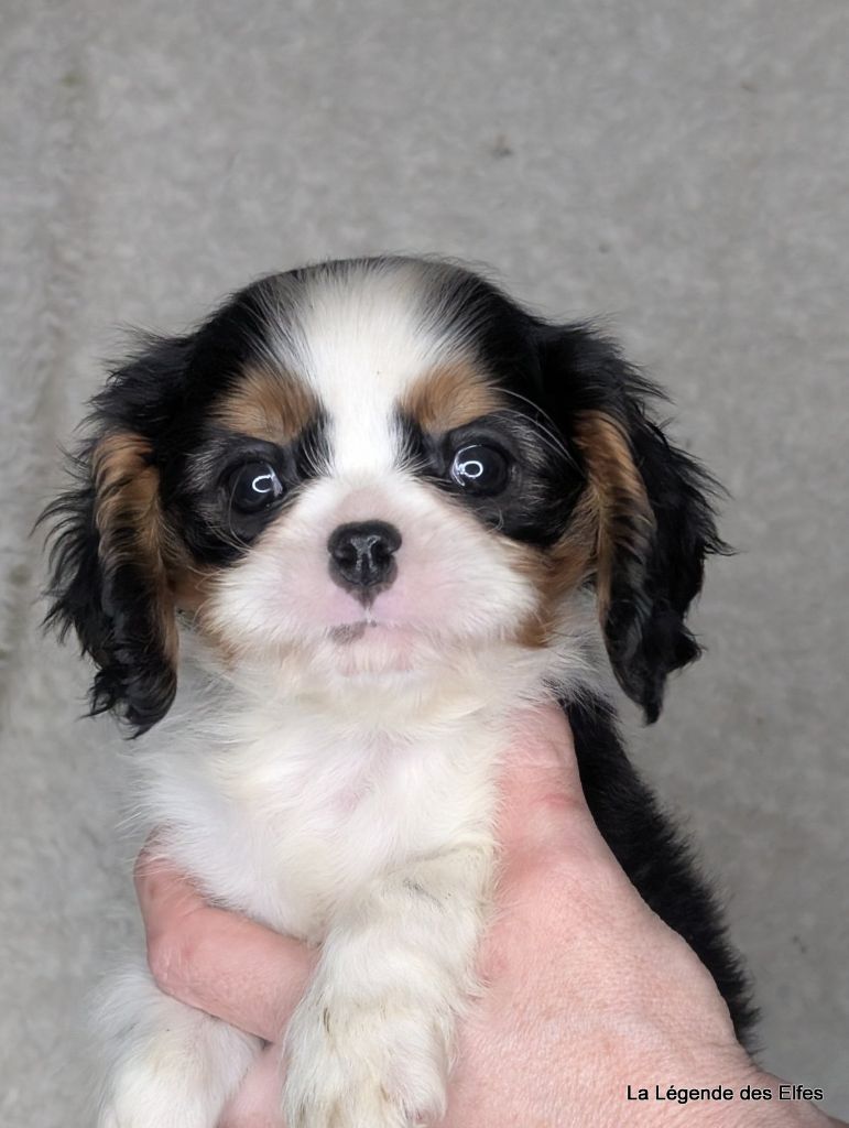 de la légende des elfes - Chiot disponible  - Cavalier King Charles Spaniel