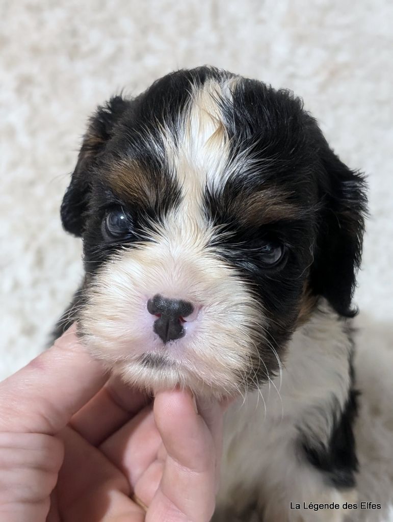 de la légende des elfes - Chiot disponible  - Cavalier King Charles Spaniel