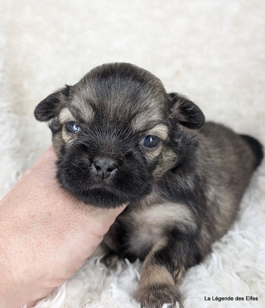 de la légende des elfes - Chiot disponible  - Epagneul tibetain