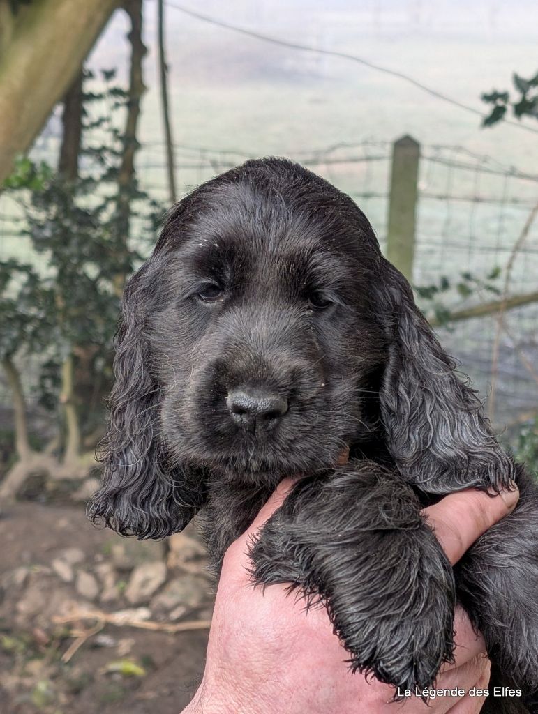 de la légende des elfes - Chiot disponible  - Cocker Spaniel Anglais