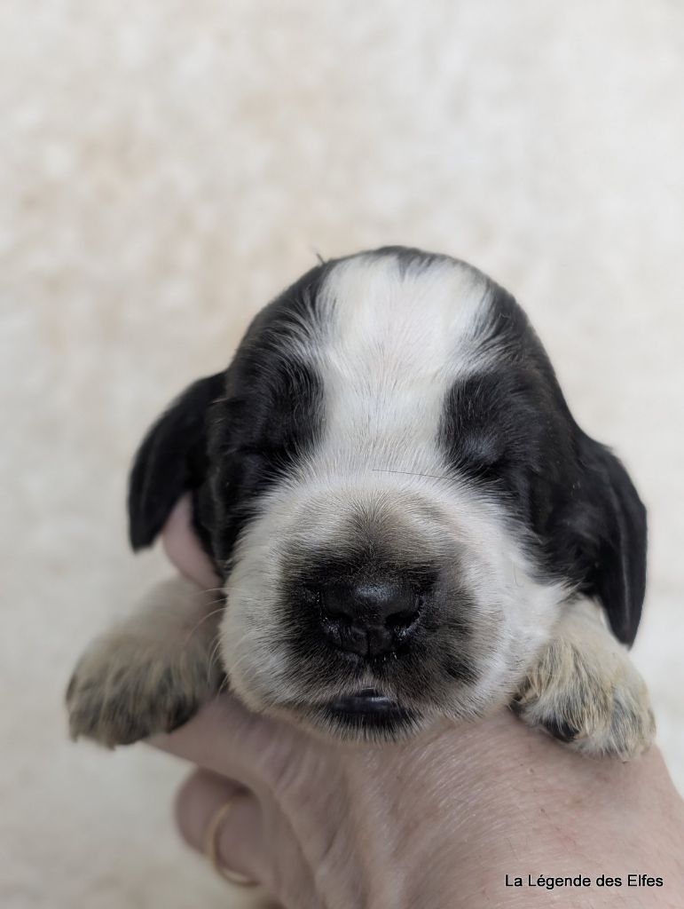 de la légende des elfes - Chiot disponible  - Cocker Spaniel Anglais