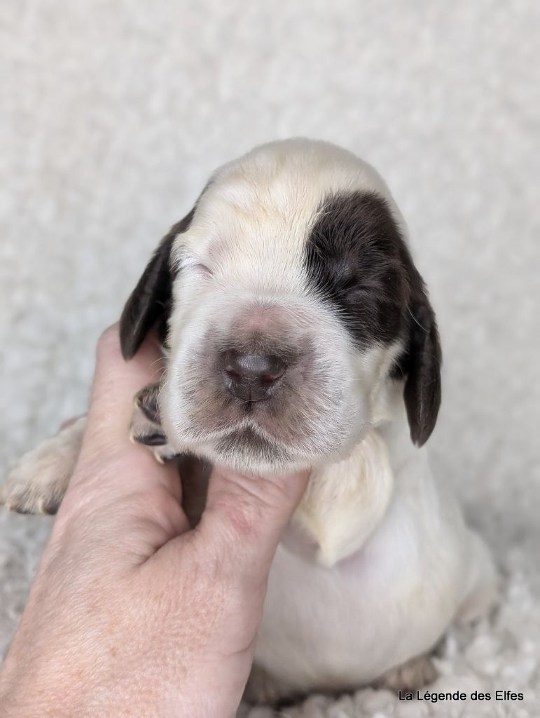 de la légende des elfes - Chiot disponible  - Cocker Spaniel Anglais