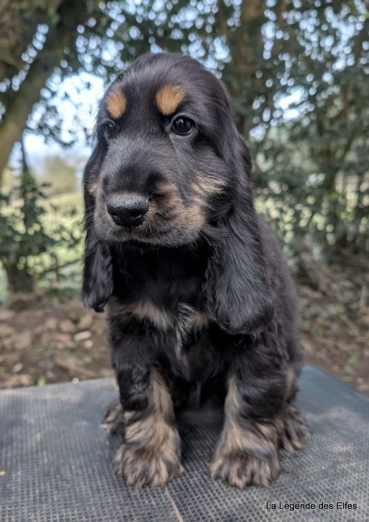 de la légende des elfes - Chiot disponible  - Cocker Spaniel Anglais