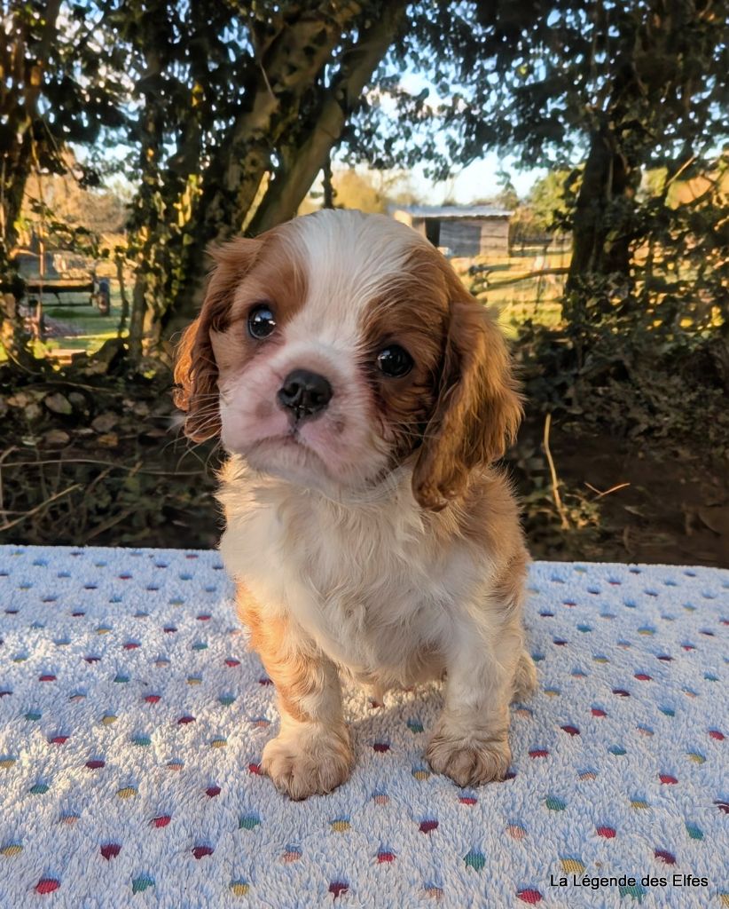 de la légende des elfes - Chiot disponible  - Cavalier King Charles Spaniel