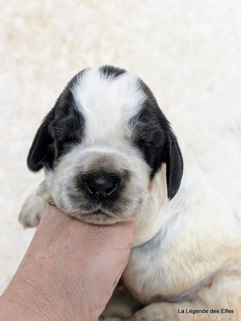 de la légende des elfes - Chiot disponible  - Cocker Spaniel Anglais