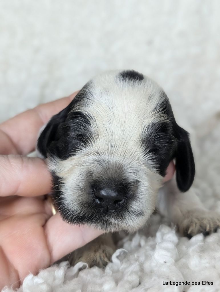 de la légende des elfes - Chiot disponible  - Cocker Spaniel Anglais