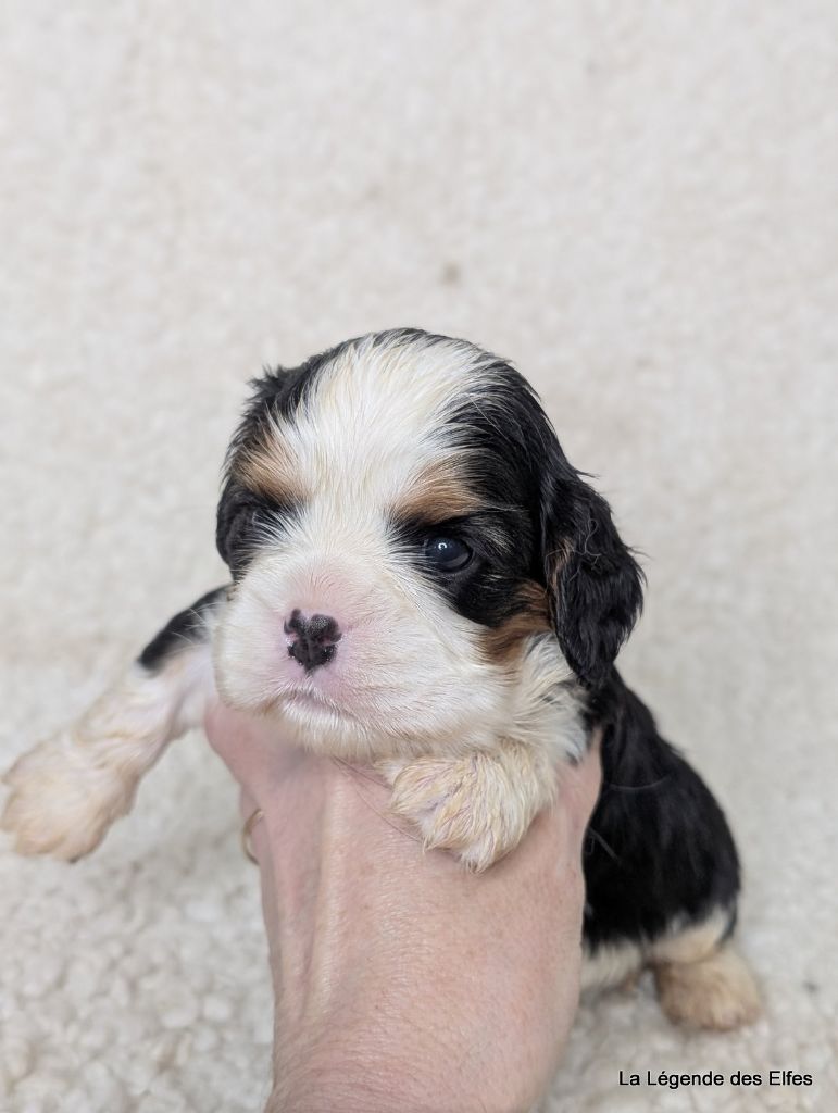 de la légende des elfes - Chiot disponible  - Cavalier King Charles Spaniel