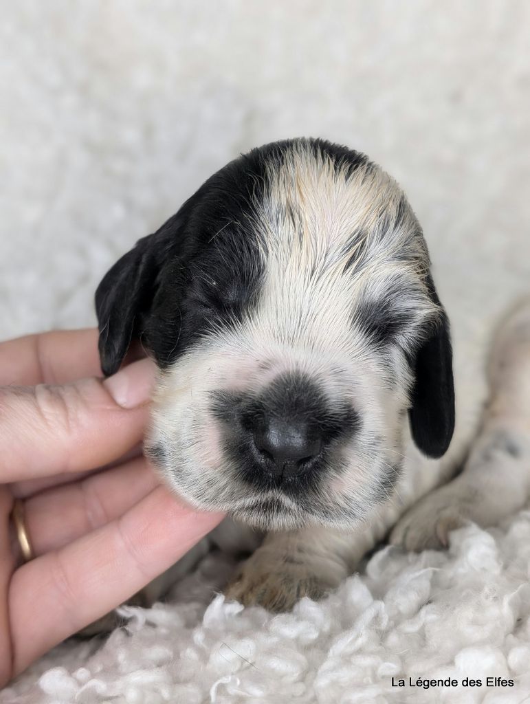 de la légende des elfes - Chiot disponible  - Cocker Spaniel Anglais