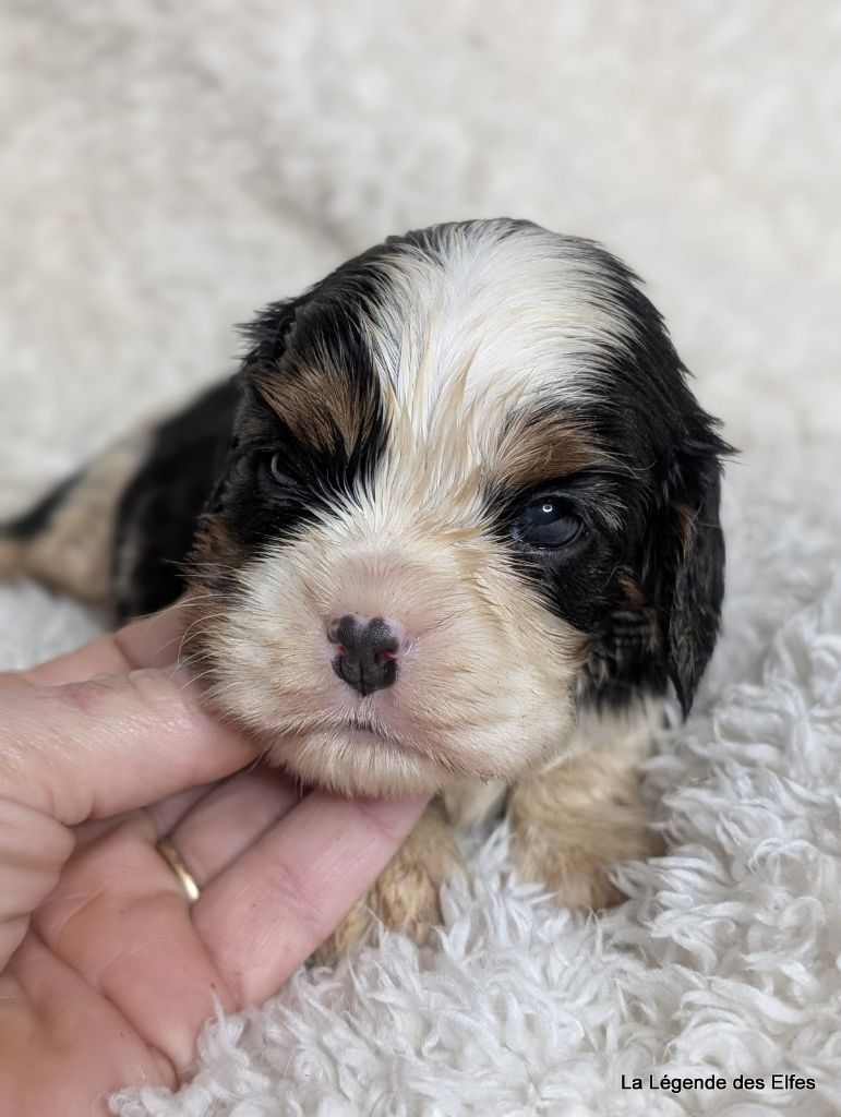 de la légende des elfes - Chiot disponible  - Cavalier King Charles Spaniel