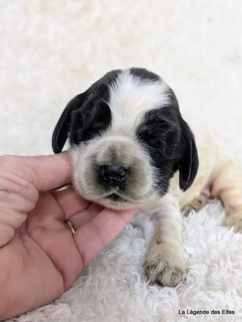 de la légende des elfes - Chiot disponible  - Cocker Spaniel Anglais