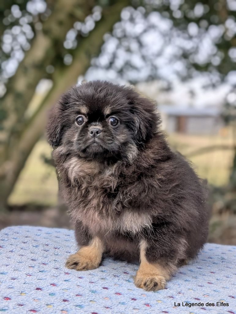 de la légende des elfes - Chiot disponible  - Epagneul tibetain