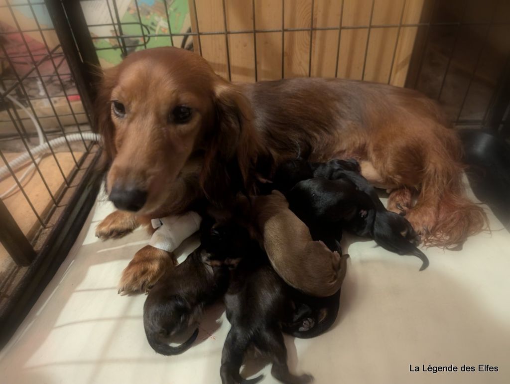 chiot Teckel poil long de la légende des elfes