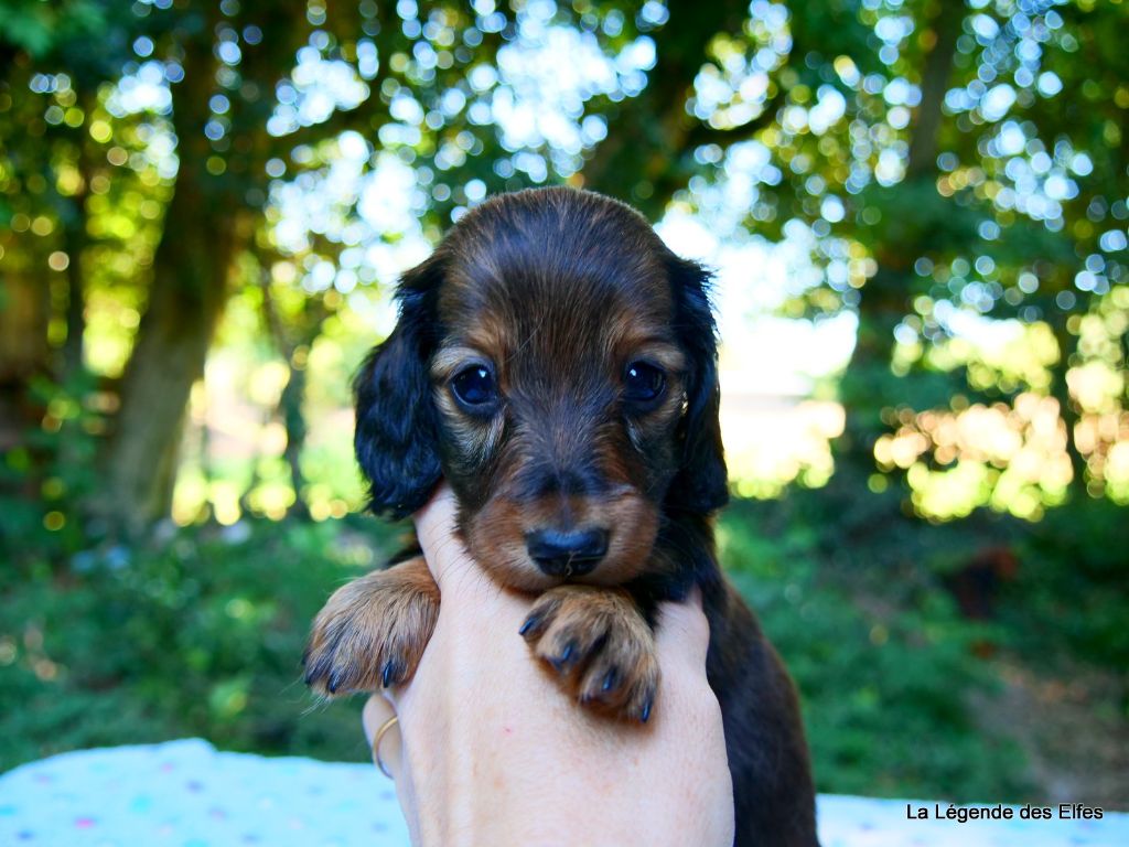 de la légende des elfes - Chiot disponible  - Teckel poil long