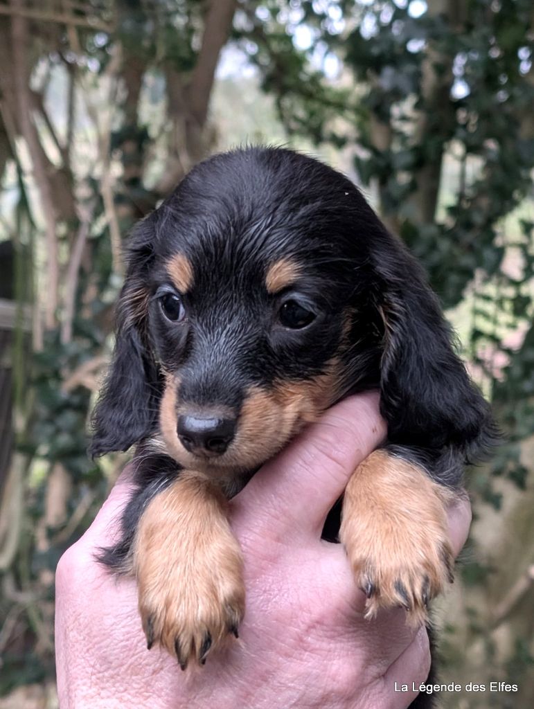 de la légende des elfes - Chiot disponible  - Teckel poil long