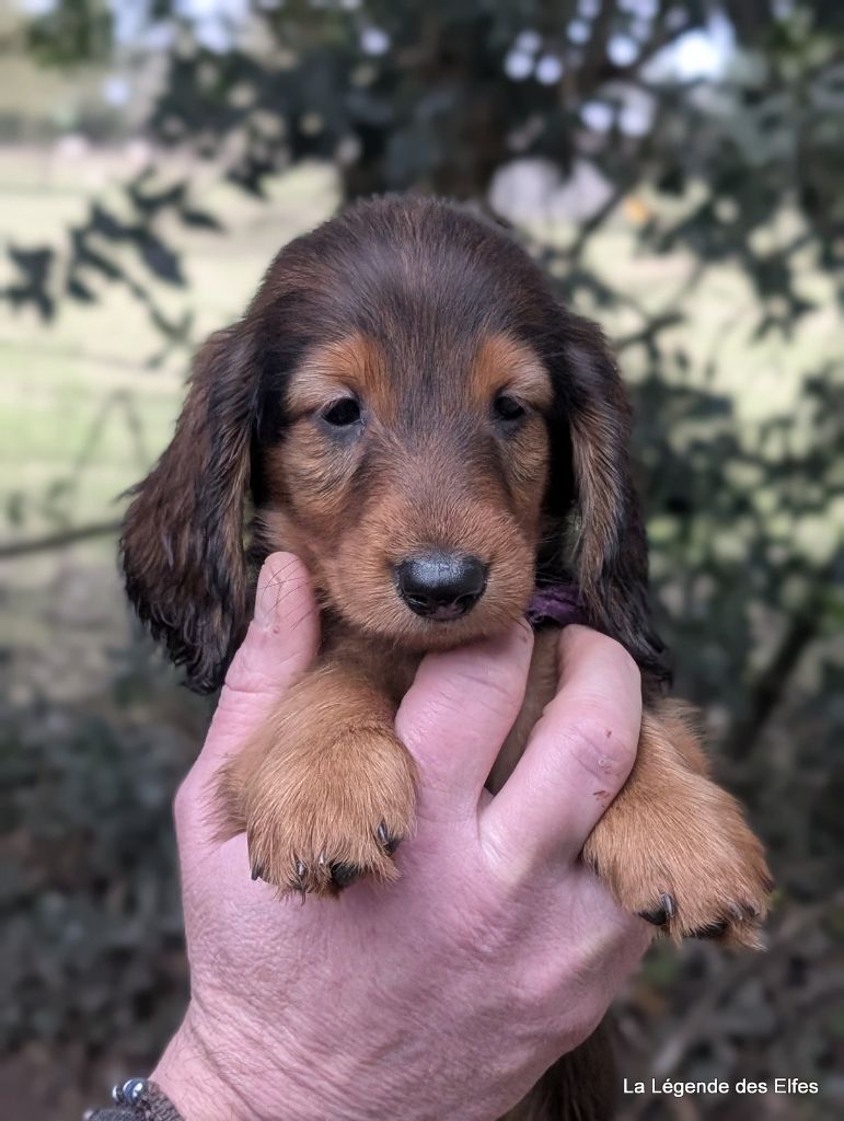 de la légende des elfes - Chiot disponible  - Teckel poil long