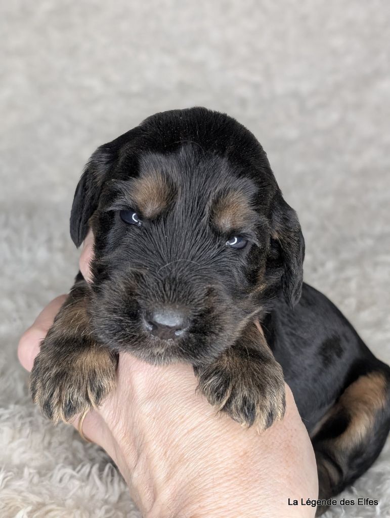 de la légende des elfes - Chiot disponible  - Cocker Spaniel Anglais