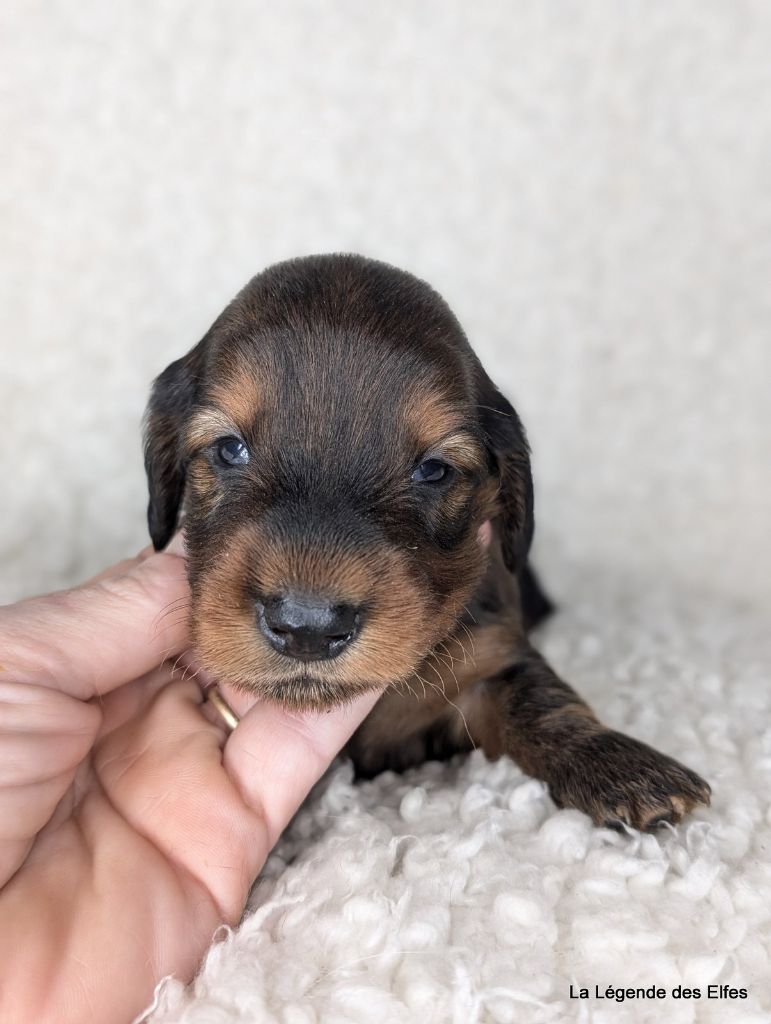 de la légende des elfes - Chiot disponible  - Teckel poil long