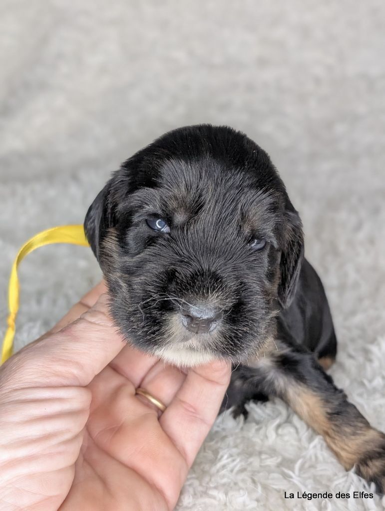 de la légende des elfes - Chiot disponible  - Cocker Spaniel Anglais