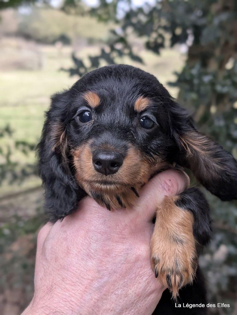 de la légende des elfes - Chiot disponible  - Teckel poil long