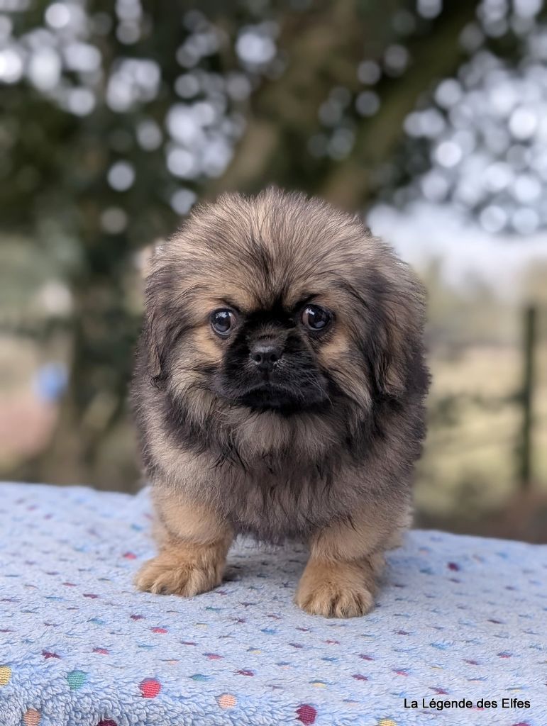 de la légende des elfes - Chiot disponible  - Epagneul tibetain