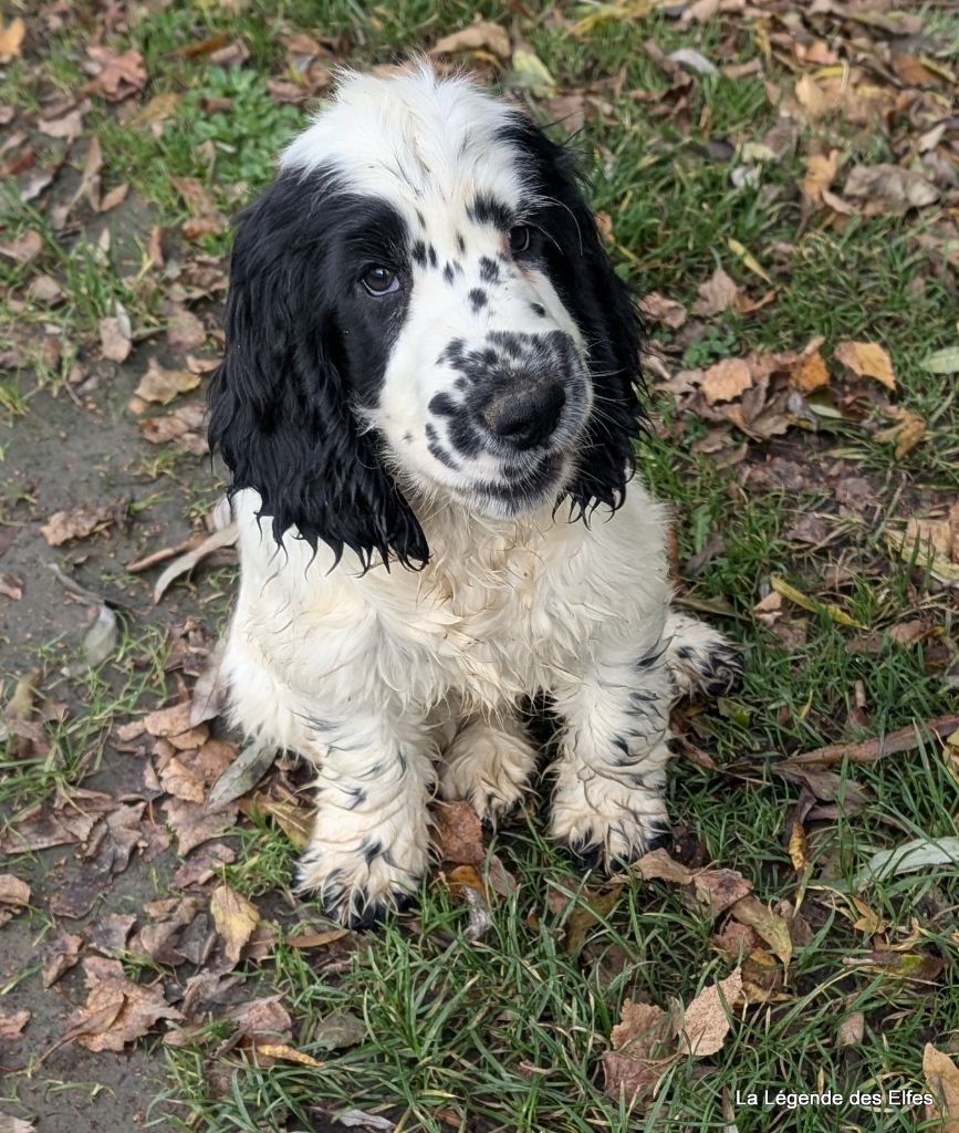 de la légende des elfes - Chiot disponible  - Cocker Spaniel Anglais