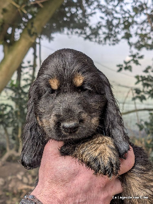 de la légende des elfes - Cocker Spaniel Anglais - Portée née le 15/11/2024